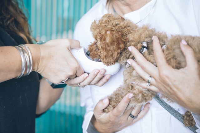 person-carrying-and-feeding-brown-toy-poodle-coldeaproductions